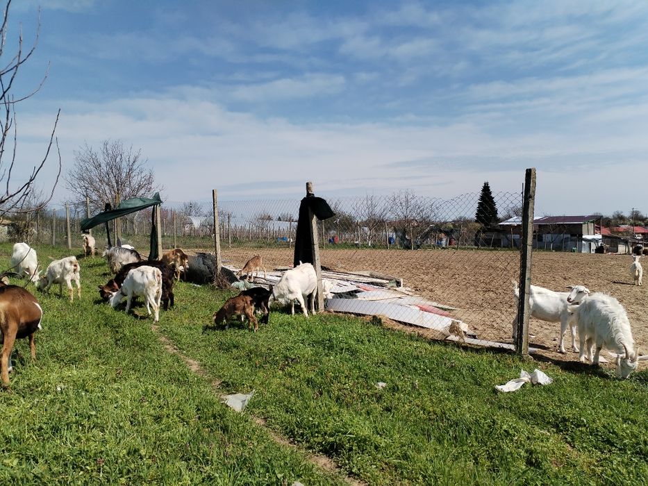 Țapi , , iezi țapisori de vânzare
