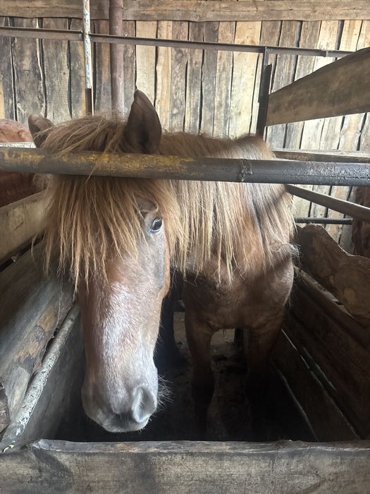 Продам Лошадей.