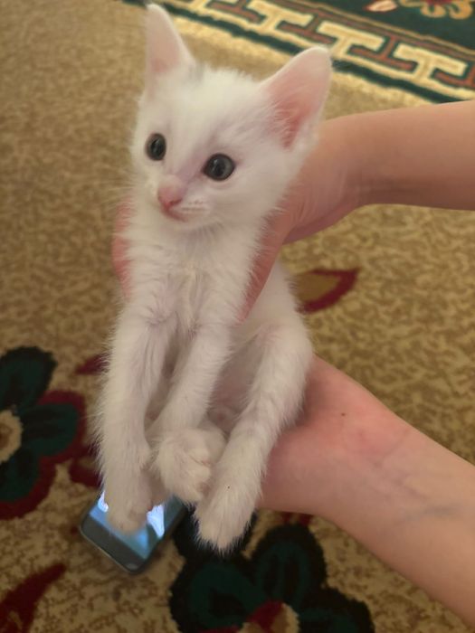 Срочно отдам котёнка в добрые руки