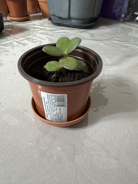 Продам денежное дерево