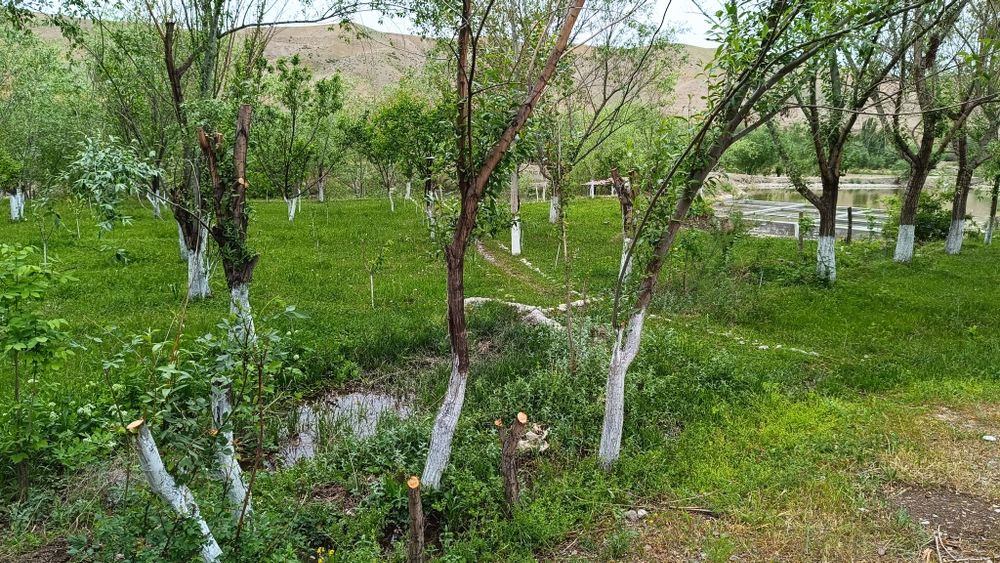 Zomin Sihatgohiga ketish yo'lida joylashgan uchastka Sotiladi