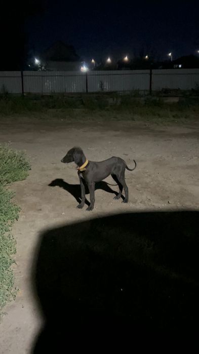 Арлан тазы күшік сатылпды