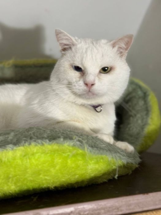 В хорошие руки шикарный белый кот Беляш