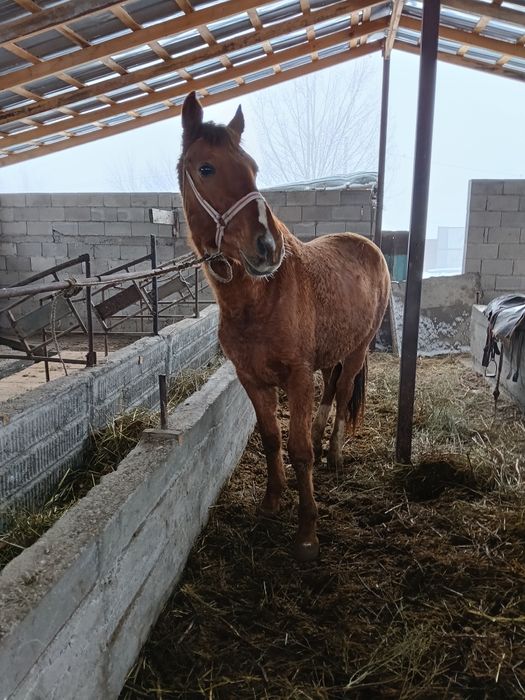 Дөнен сатылады мінгі