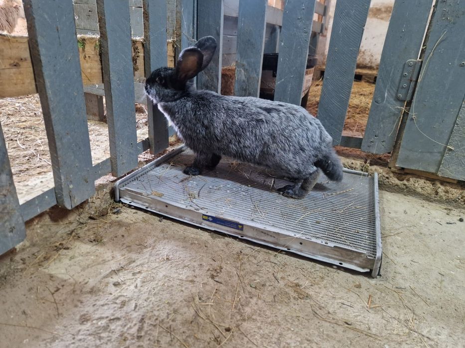 2- Бургунский  2-Полтавский