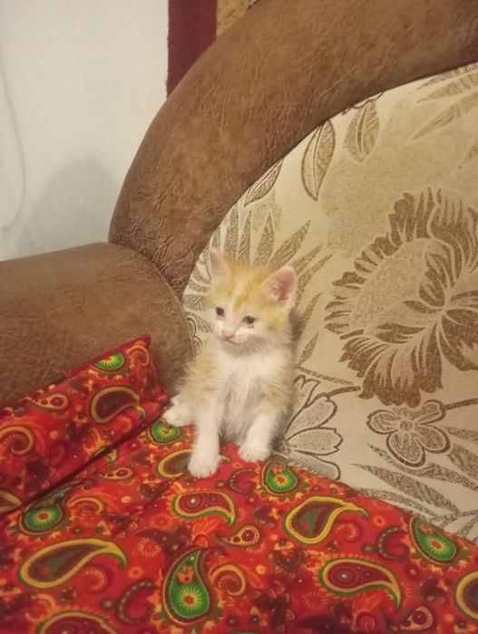 Котёнок марғау еркек