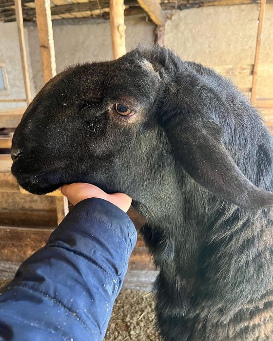 Qo’chqor qo’y bor qurbonlikka