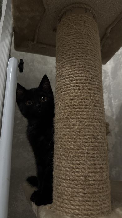 Котенок в хорошие руки