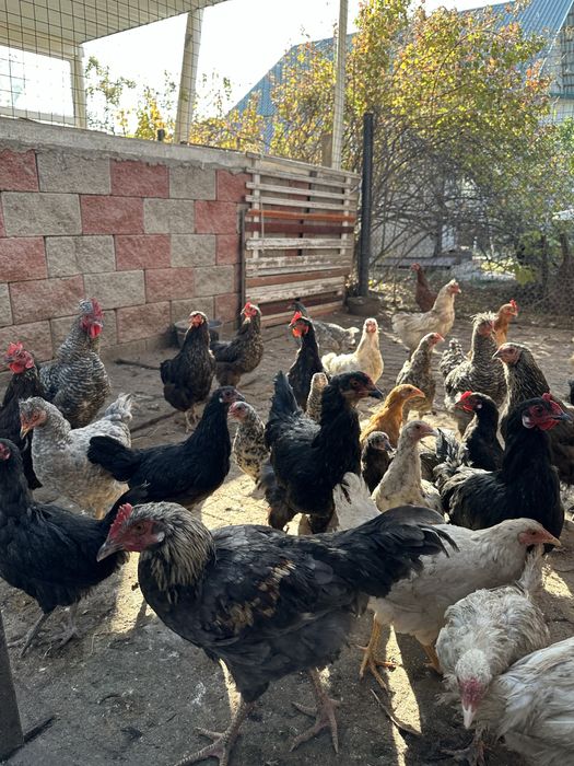 Куры домашнее животное