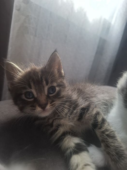 Котята в добрые ручки