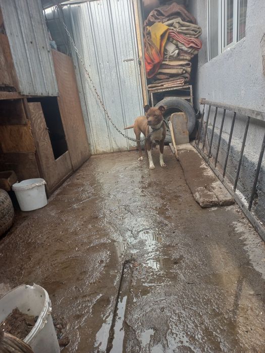 Продам пита сука