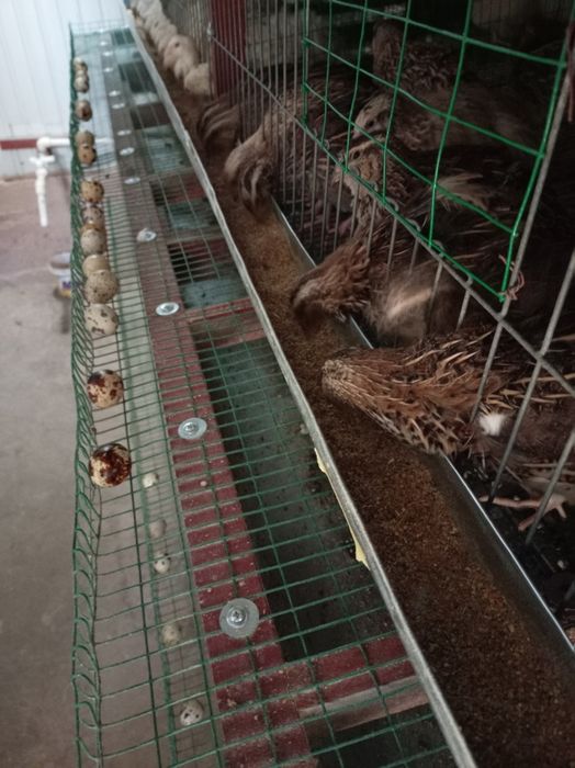 Бедана тухумлари. Перепелиные яйцо