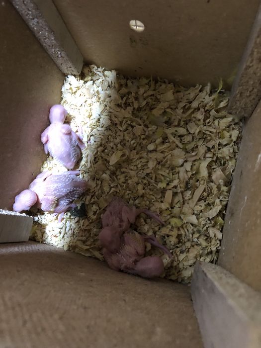 Валнысты папугае сотилади андурка козлари кизил