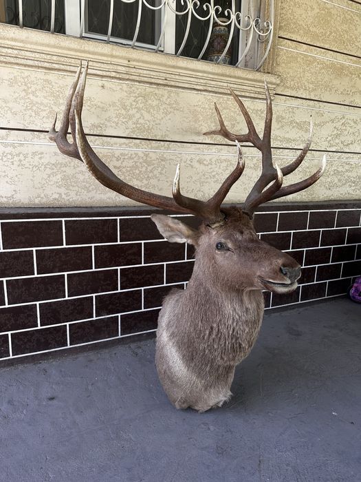 Продам Чучело Оленя