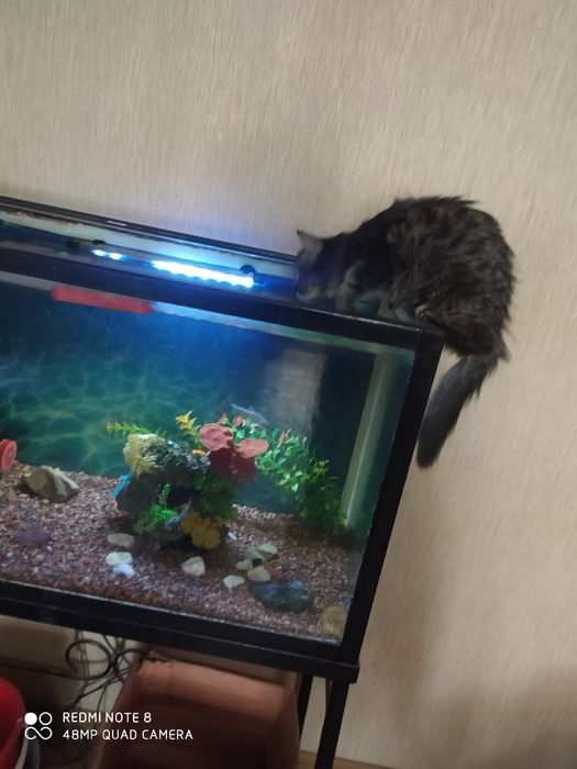 Чистка аквариума. Обслуживание, оформление аквариума.