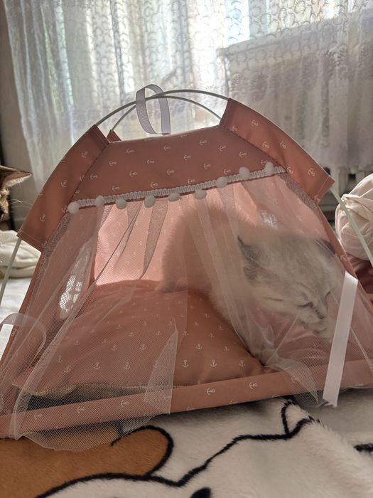 Отдам котенка в хорошие руки самовывоз