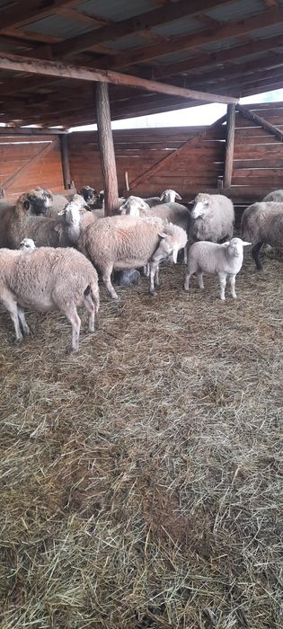 Vând 15 oii metiș de carne cu mieii