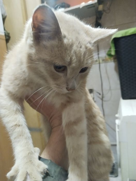 Возьмите кошку, добрые люди.