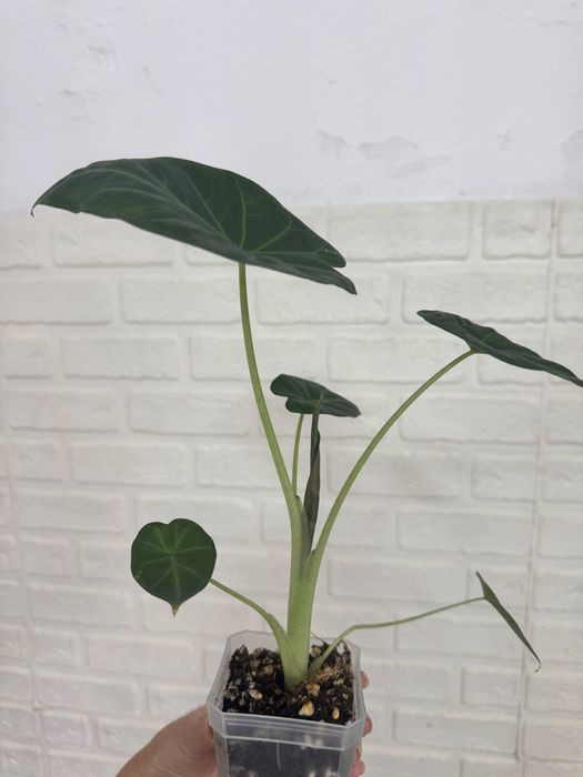 Алоказии Регал шилдс