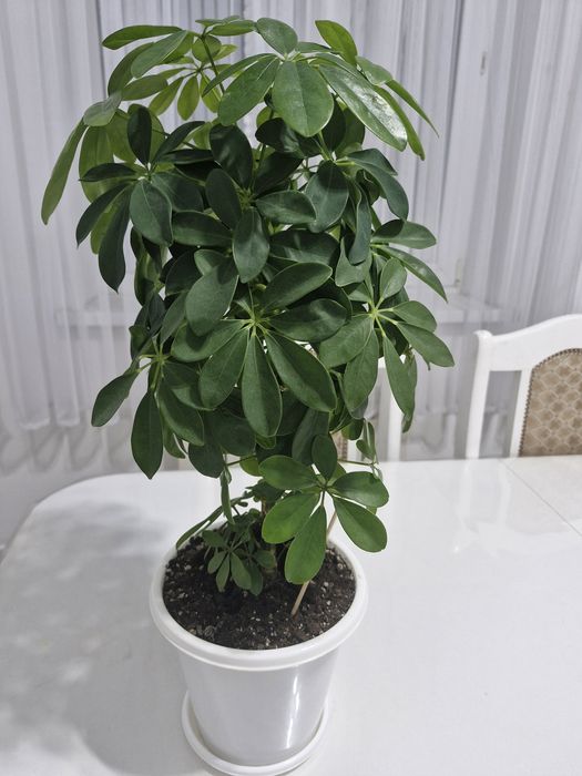 шеффлера (Schefflera), комнатное растение