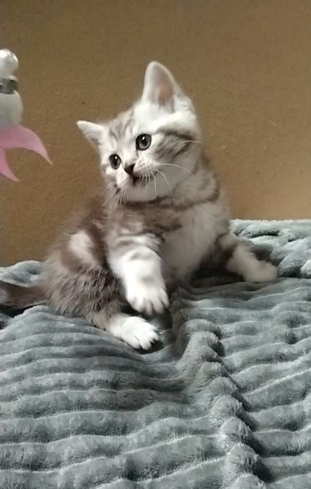 Мраморный Скоттиш страйт.