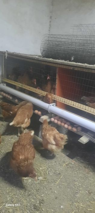 Ломан браун тауыктары сатылады