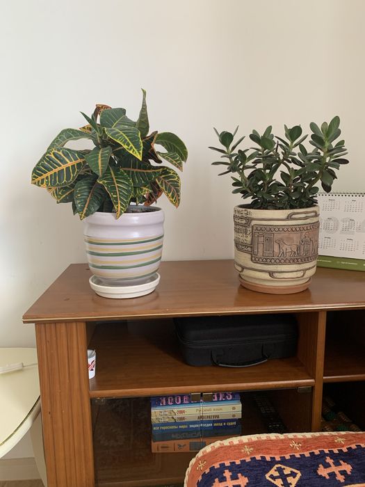 Комнатные цветы ухоженные