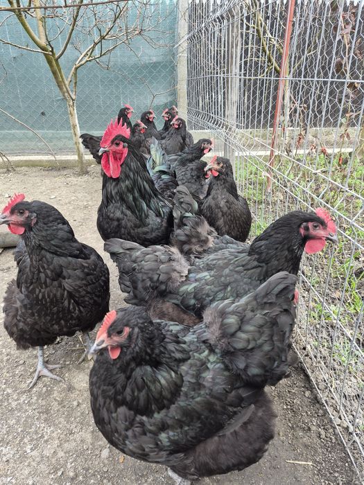 Oua incubator jersey giant