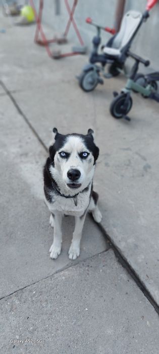 Ofer spre adopție responsabilă – Husky Siberian, 3 ani, femelă – Maya