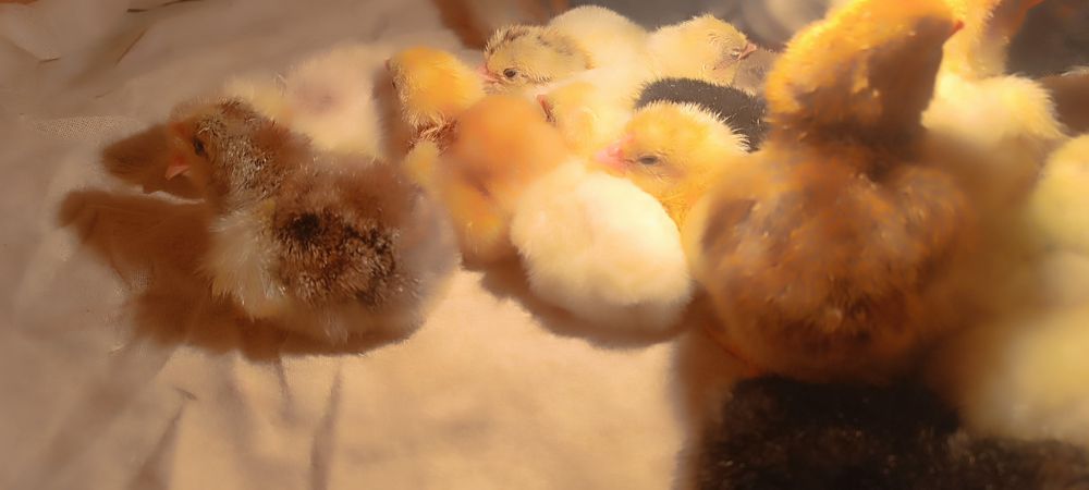 брама жожалари сотилади