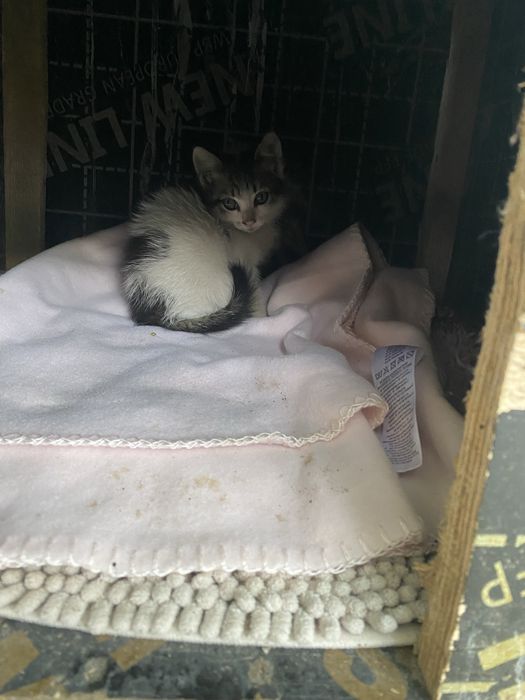 Подарява се малко коте на няма и месец .