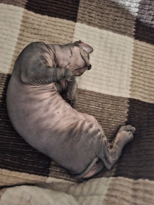 Канадский сфинкс на случку