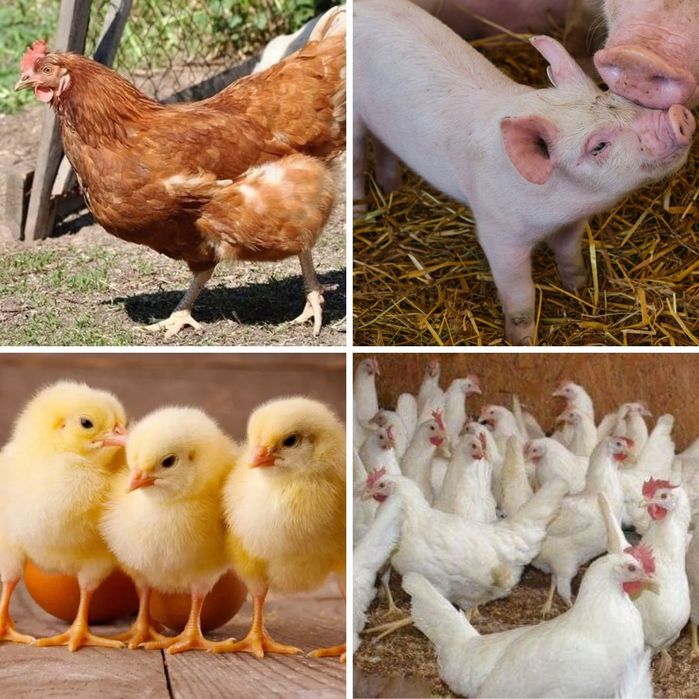 Продам курей несушек