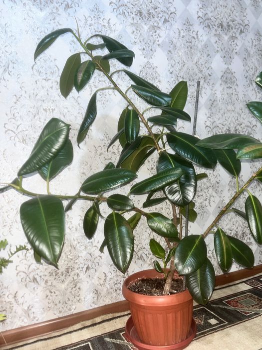 Фикус цветы  15 тысяч тенге