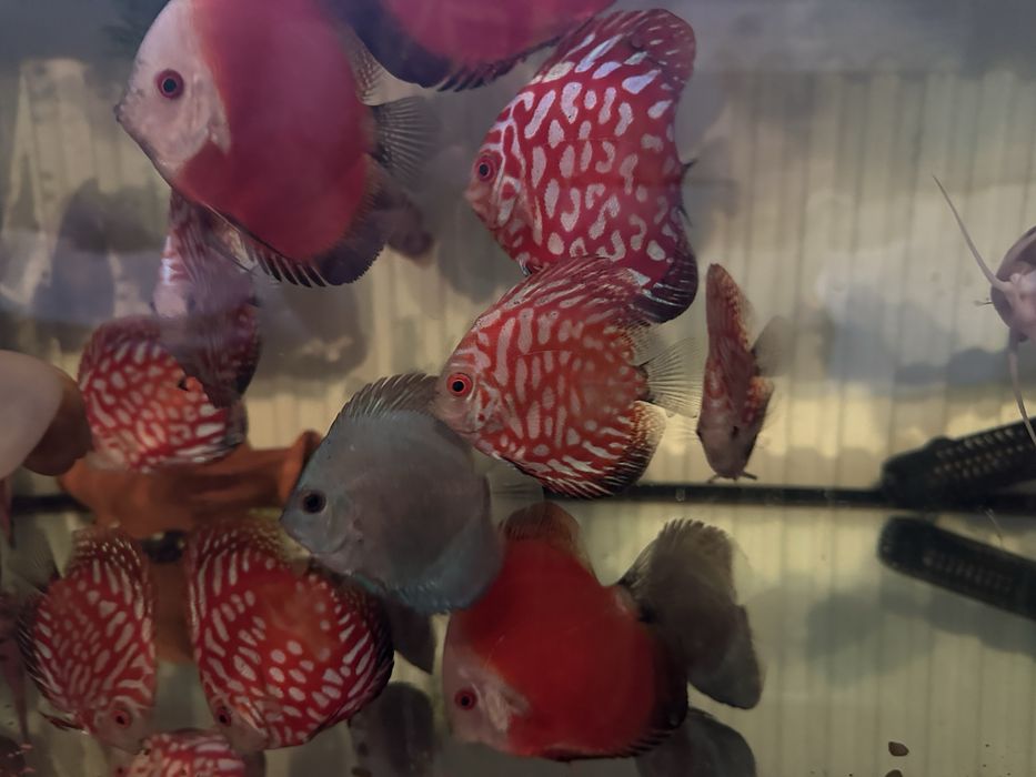 Продавам млади дискуси