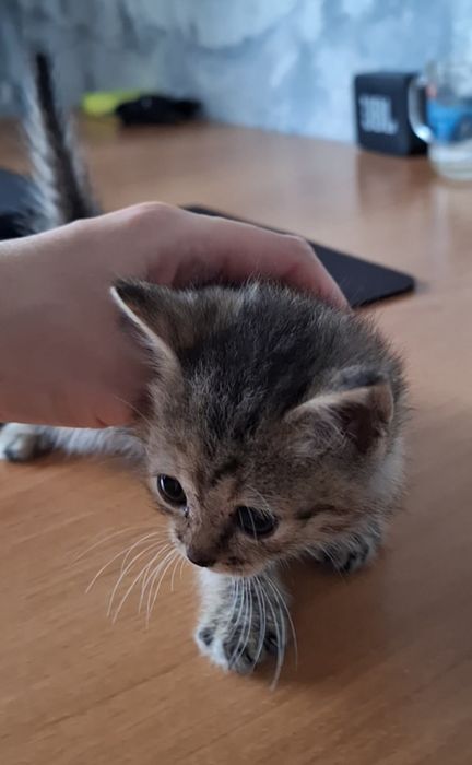 Котенок бесплатно