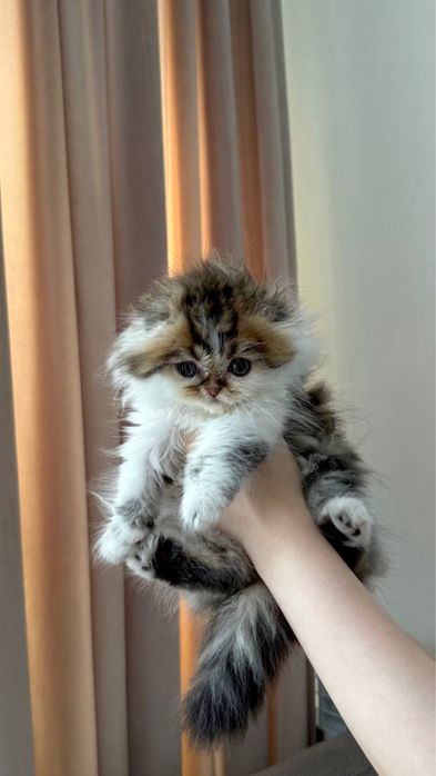 Продаётся породистый котёнок (мальчик)