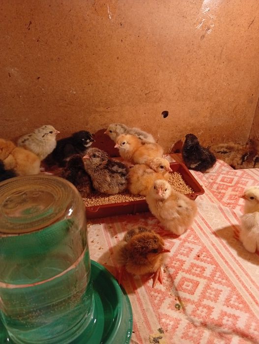 Цыплята суточные