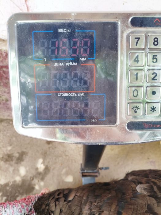 Қораз сатылады үндік