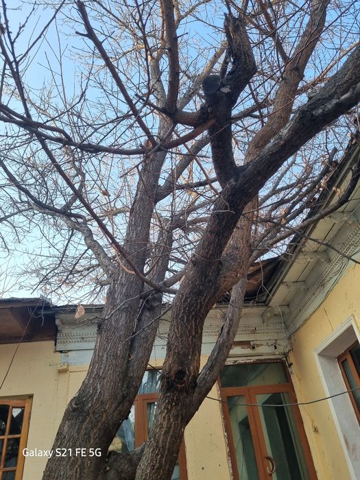 утин бор урик дарахти тана ва шохлари