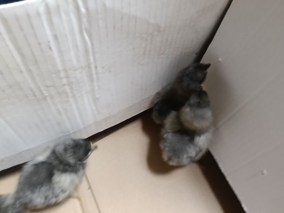 Pui de rasă austrolop albastru