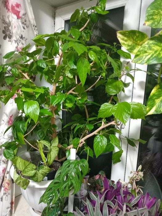 Продам  цветы разные, большие