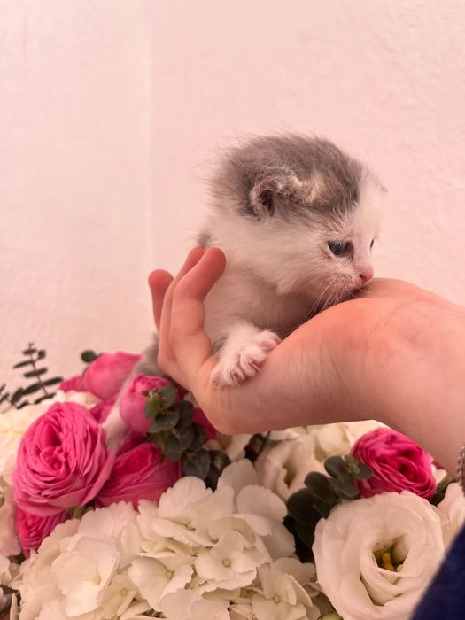 Отдам котят ДАРОМ