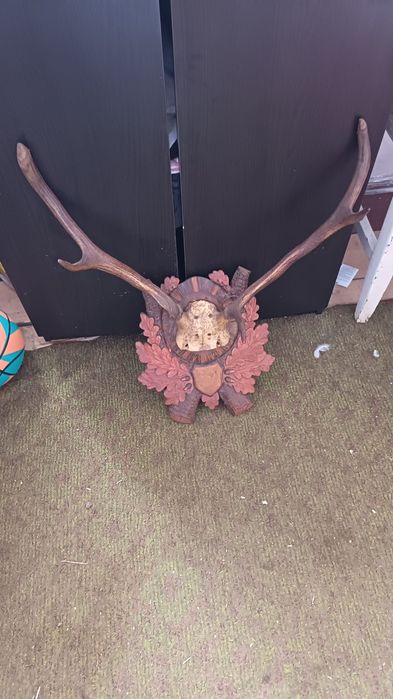 Vând coarne de cerb carpatin și cocos de munte