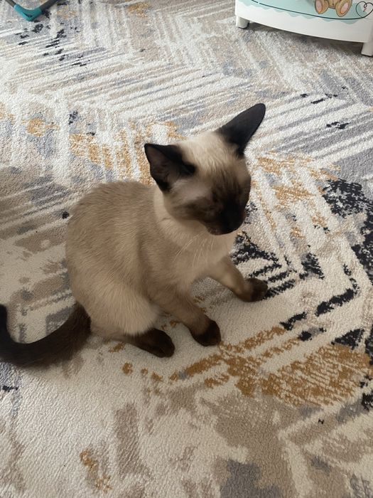 Отдам катенка мальчик