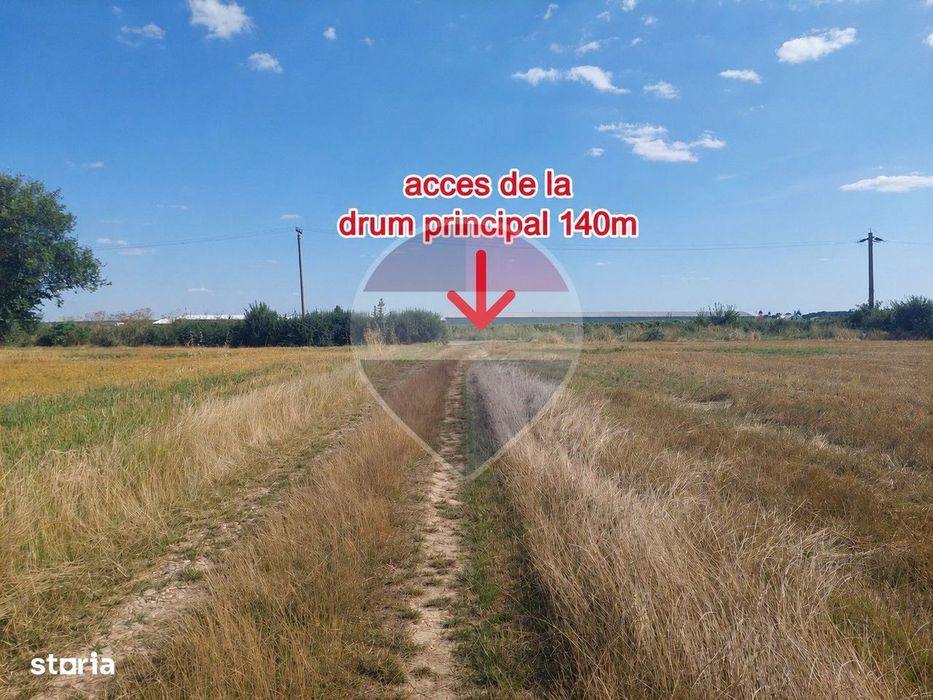 Două loturi 556 mp Ciolpani fiecare / Strada Campului