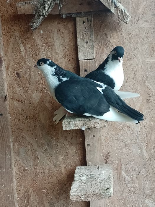 Vând sau schimb jucători moțați și gălățeni disponibili