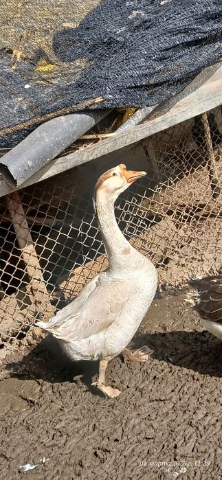 Gʻozlar erka hammasi