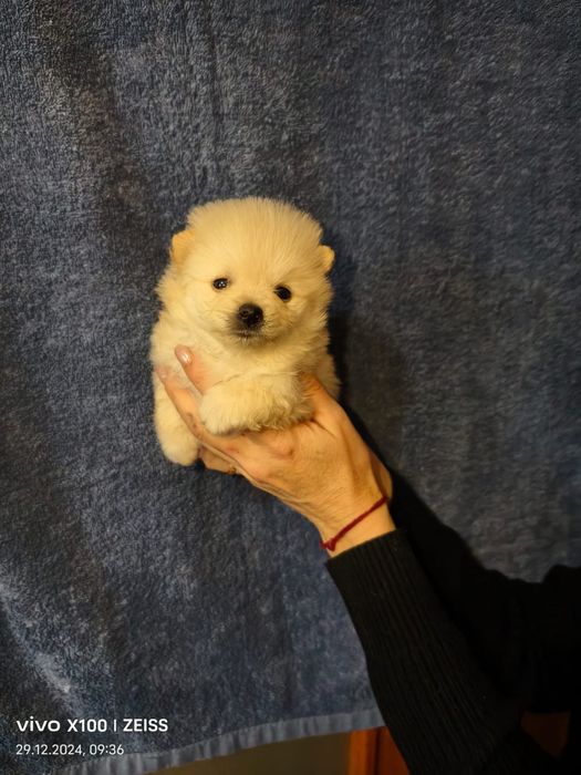 Белоснежные шпицульки.