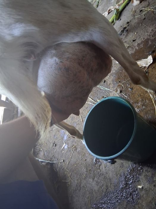 Disponibile 2 iede de 4,5 luni   
1 țap metis anglonubian cu sannen 6 luni
Toți provin din capre bune de lapte